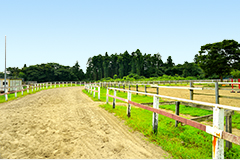 緑豊かで広大な競馬の牧場「ナリタファーム」に併設（写真）